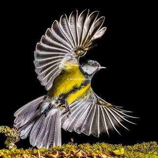 Vuelo carbonero comun