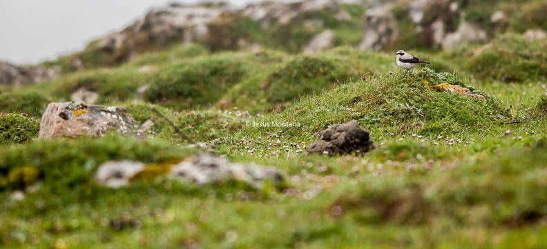 collalba gris.Oenanthe oenanthe