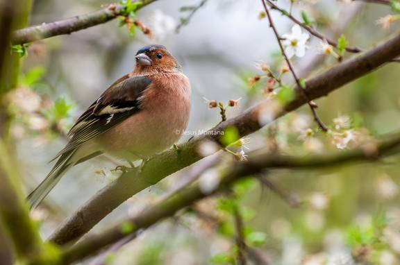 Pinzón vulgar.Fringilla coelebs