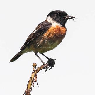 Tarabilla común,Saxicola torquata