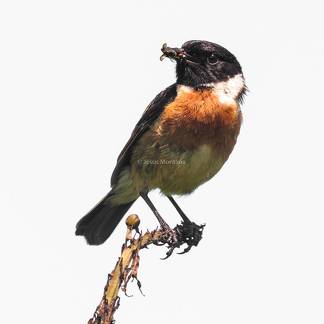 Tarabilla común,Saxicola torquata,con presa