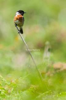 Saxicola torquatus en una pradera de cantabria