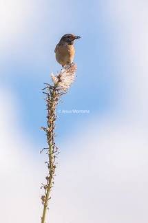 Tarabilla Común sobre Asphodelus albus