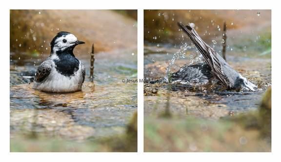 lavandera blanca bañandose.Motacilla alba