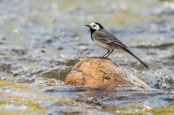 lavandera blanca en el rio