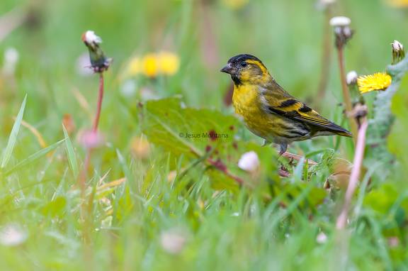 lugano (Carduelis spinus) alimentándose en una pradera 