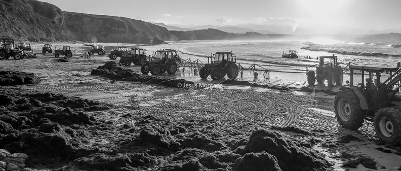 Recogiendo algas en playa de San Vicente de la Barquera