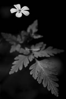  Hierba de San Roberto