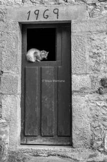 gato en una puerta antigua de Picos de Europa