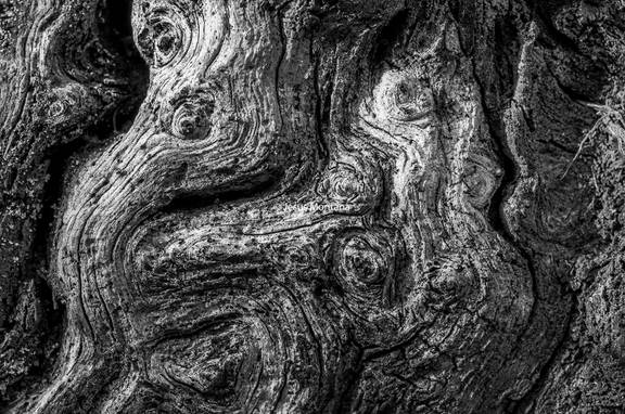 corteza de arbol con forma identificable 