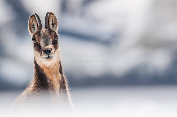 mirada de rebeco en Picos de Europa