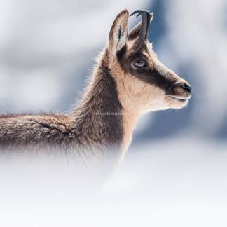 detalle cabeza del rebeco