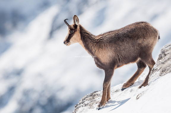 Rebeco y sus pezuñas en la nieve
