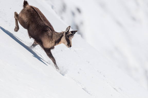 rebeco descendiendo la montaña nevada