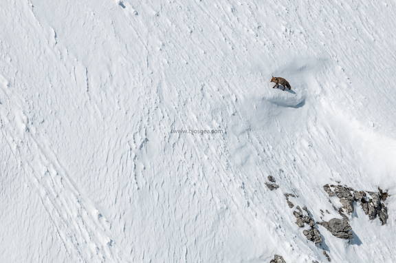 zorro a 1900m de altitud