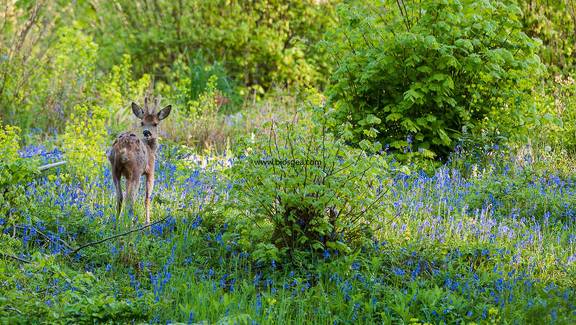 Joven corzo en una pradera de flores 
