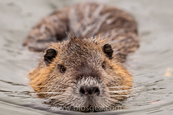 coipo (Myocastor coypus) en el agua