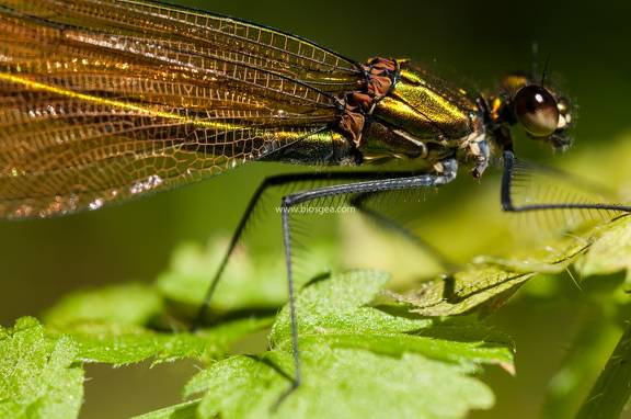 Caballitos del diablo, Odonata