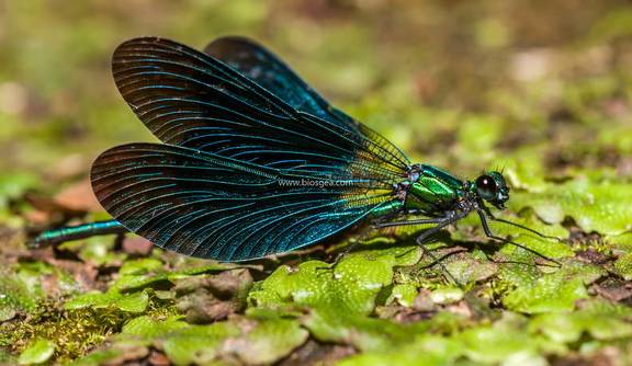 Caballitos del diablo.Calopteryx