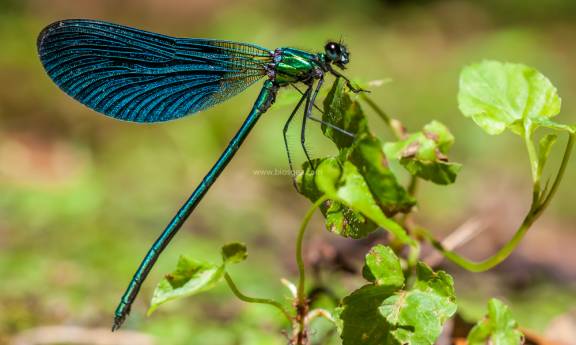 Abdomen de los Caballitos del diablo