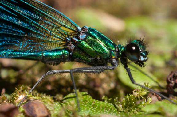 Mandibula de los Caballitos del diablo
