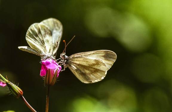 Seducción de mariposa