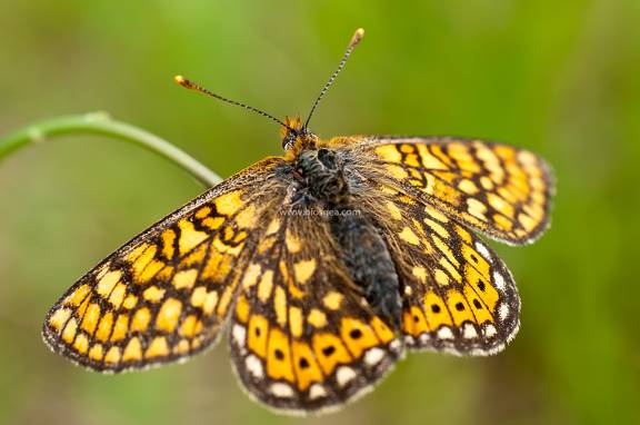 familia de mariposas nymphalidae