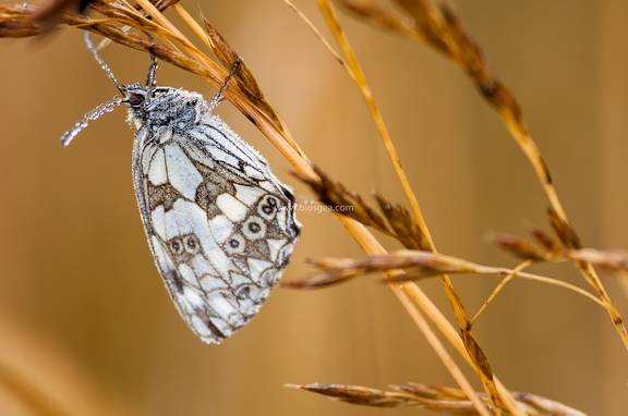 Rocio sobre mariposa medioluto