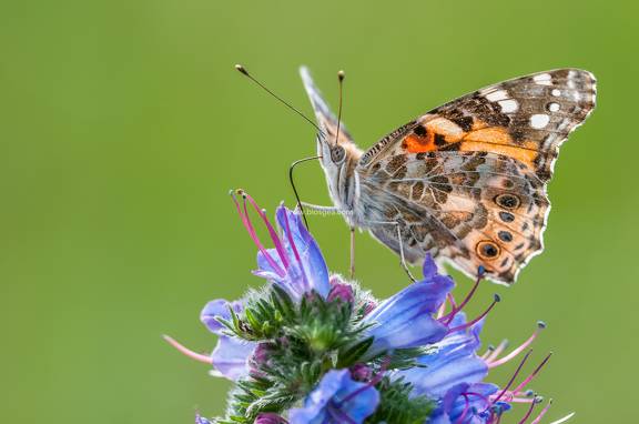 mariposa vanesa alimentandose
