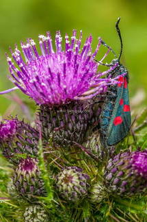 Zygaena lleno de polen