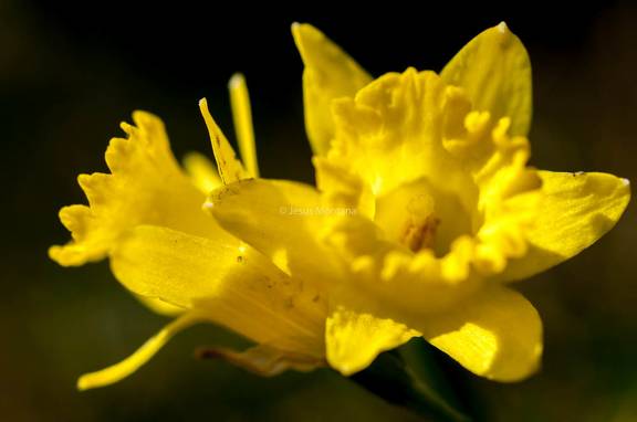 Narciso en picos de europa