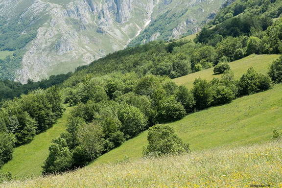 bosque y praderas en Picos de Europa