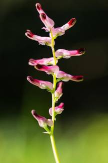 Fumaria officinalis con propiedades medicinales