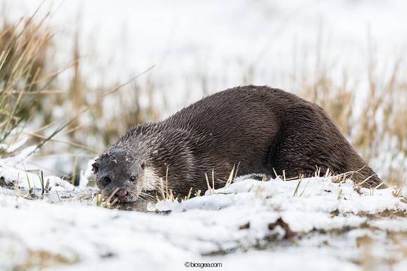 nutria europea,Lutra lutra,salvaje en la nieve,Cantabria