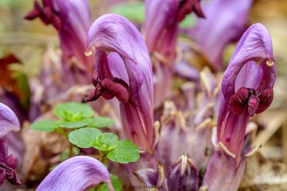 Lathraea-clandestina