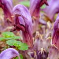Lathraea-clandestina