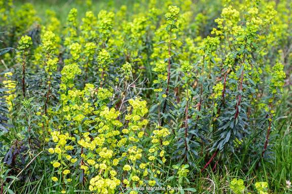 Euphorbia en Cantabria