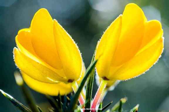 Ulex europaeus, retamo espinoso, cantabria