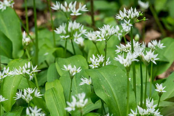 Allium ursinum ajo de oso en Cantabria