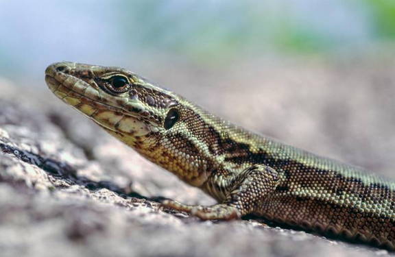 lagartija roquera (podarcis muralis)
