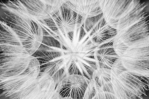 Semilla de Diente de Leon, foto artistica