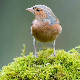 Pinzón común (Fringilla coelebs)