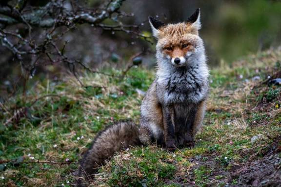 Zorro-bajo-la-lluvia